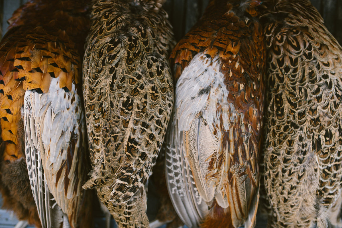 pheasant for poaching